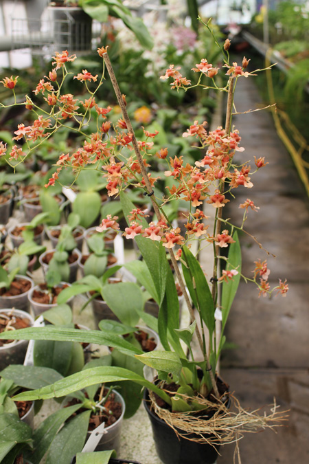 Miltonidium Rosy Sunset.jpg