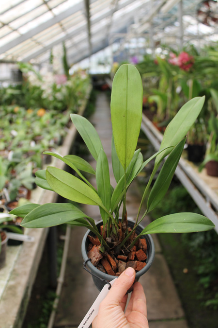 Maxillaria hennisiana.jpg