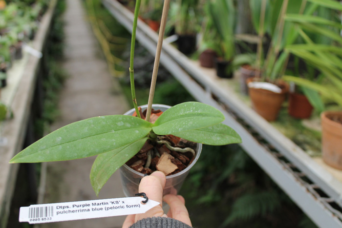 Doritaenopsis Purple Martin 'KS' x pulcherrima blue (peloric form).jpg