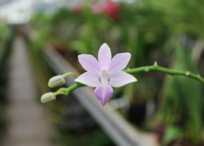Doritaenopsis Purple Martin 'KS' x pulcherrima blue (peloric form).jpg