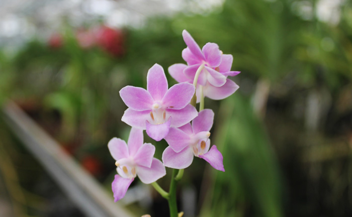 Doritaenopsis Tying Shin Blue Jay x equestris alba.jpg