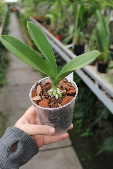 Doritis pulcherrima white.jpg