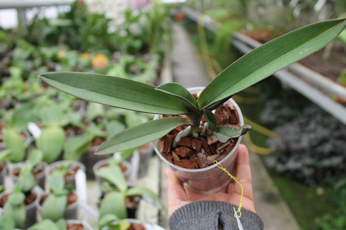 Doritis pulcherrima red.jpg