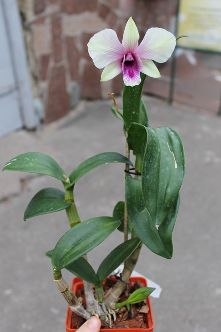 Dendrobium Rainbow Fantasy.jpg