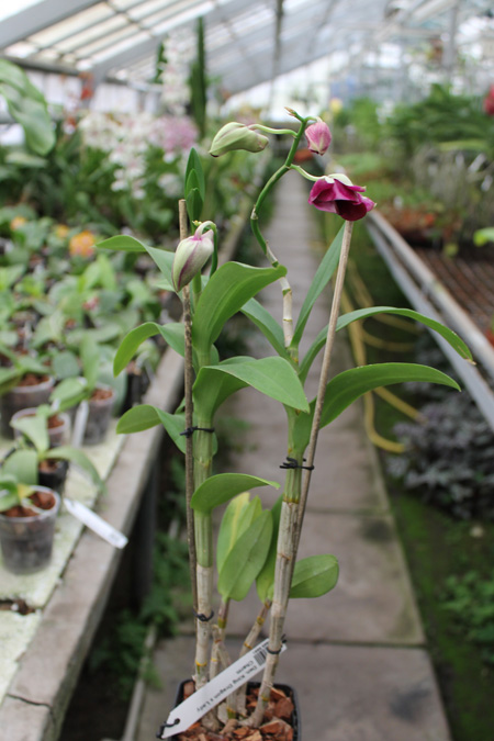 Dendrobium King Dragon x Lady Charm.jpg