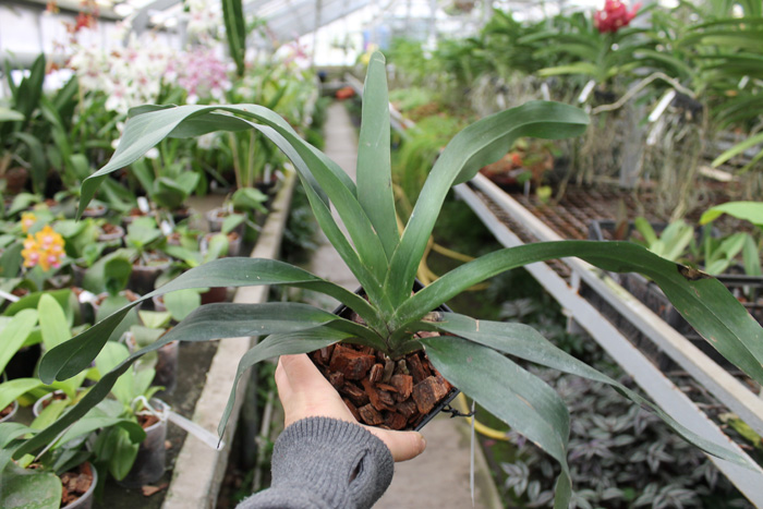 Angraecum sesquipedale.jpg