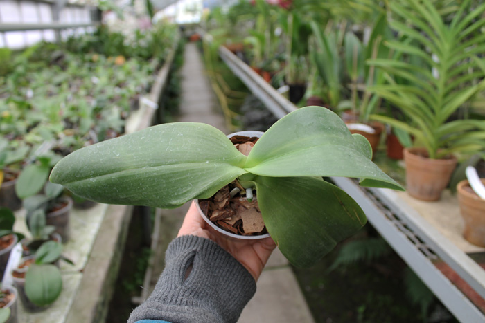 Phalaenopsis Ld's Bear Queen x gigantea.jpg
