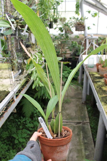 Coelogyne pandurata.jpg