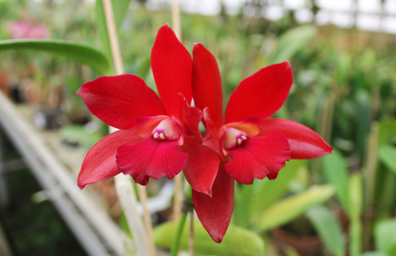 Cattlianthe Sagarik Wax 'Dark Africa'.jpg