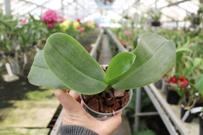 Phalaenopsis gigantea x LD's Bear King.jpg