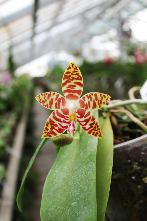 Phalaenopsis amboinensis red spot type.jpg