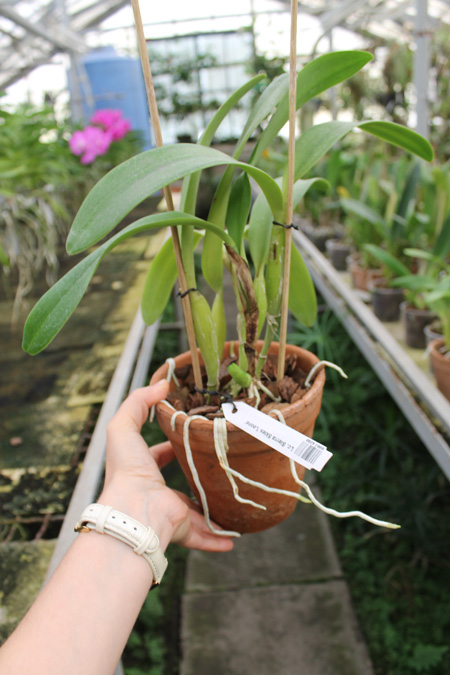 Laeliocattleya Sierra Skies 'Leone'.jpg