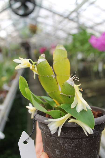 Dendrobium platycaulon.jpg