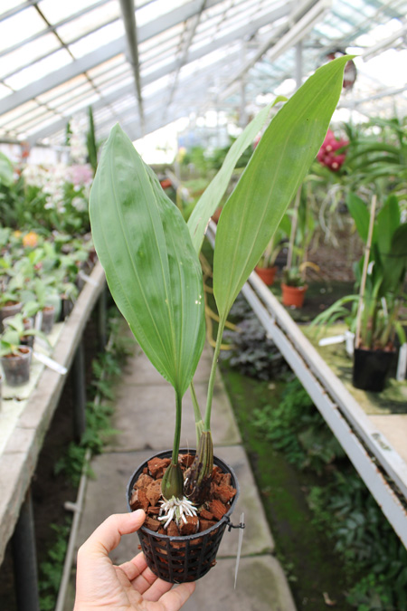 Stanhopea florida.jpg