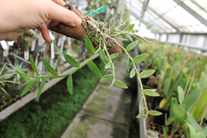 Dendrobium loddigesii.jpg