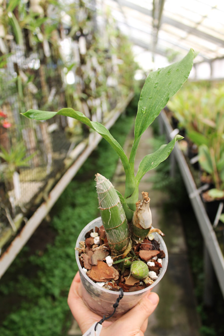 Catasetum pileatum 'Oro Verde'.jpg