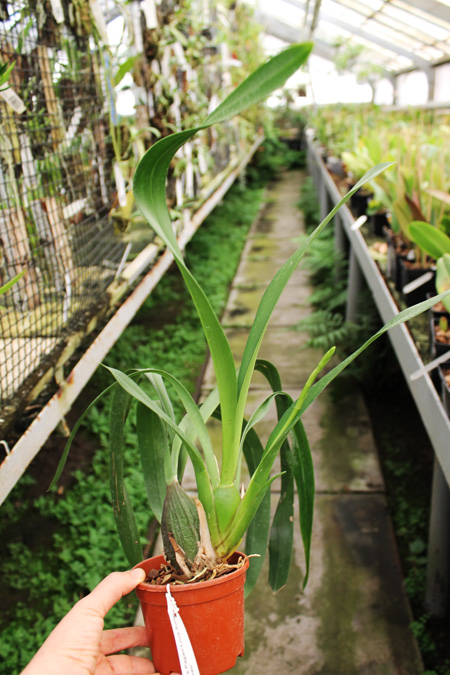 Mclellanara Pagan Love Song 'Cupid's Beau'.jpg