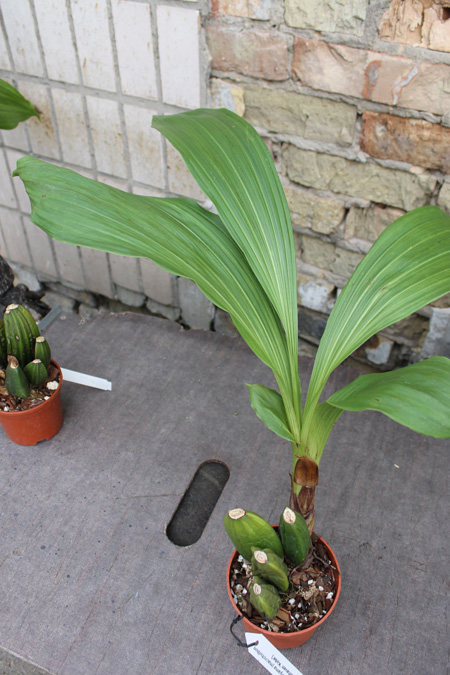 Lycaste Arashiyama (macrobulbon x Shoalhaven 'Kobe').jpg
