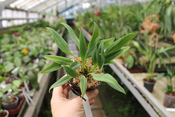 Masdevallia patula.jpg