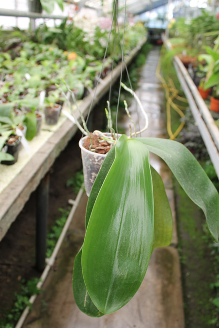Phalaenopsis Joey (gigantea x lueddemanniana).jpg