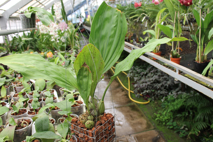 Stanhopea embreei orange.jpg