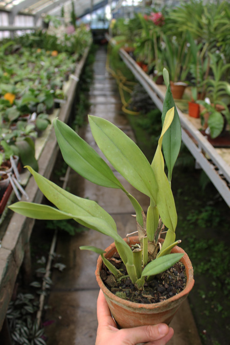 Trichopilia tortillis.jpg