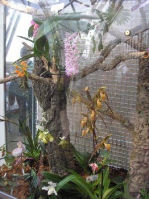 Вот такая стайка растюшек