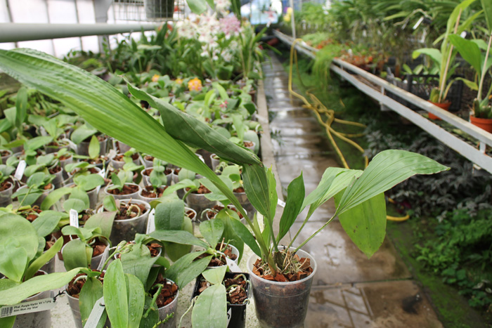 Stanhopea reichenbachiana.jpg