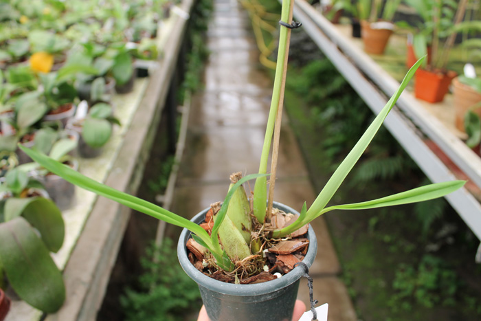Maxillaria longissima.jpg