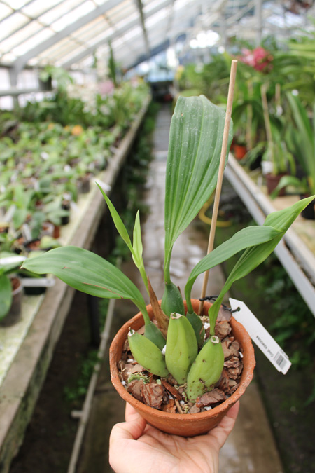 Coelogyne speciosa.jpg