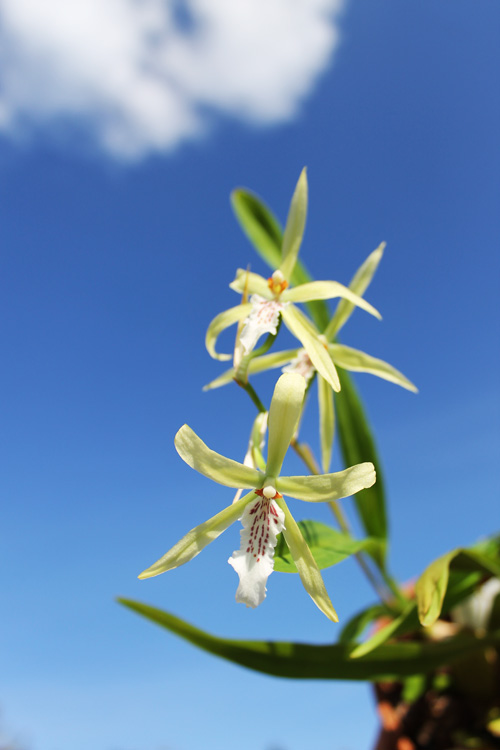 Miltonia flavescens.jpg