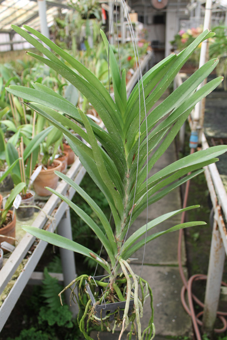 Ascocenda Princess Mikasa Blue.jpg