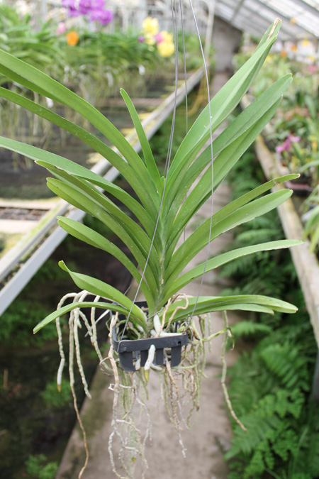 Ascocenda Princess Mikasa Pink.jpg