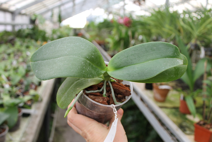 Phalaenopsis Brother Peoker 'BL' x gigantea.jpg