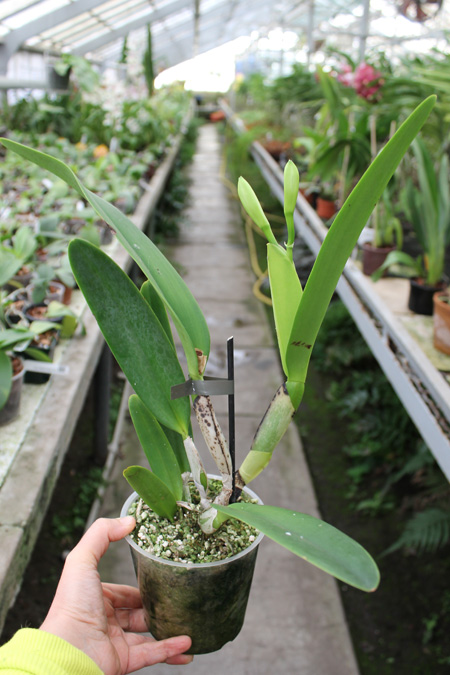 Laeliocattleya Orglade's Grand 'Yu Chang Beauty' (Mildred Rives x Persepolis).jpg