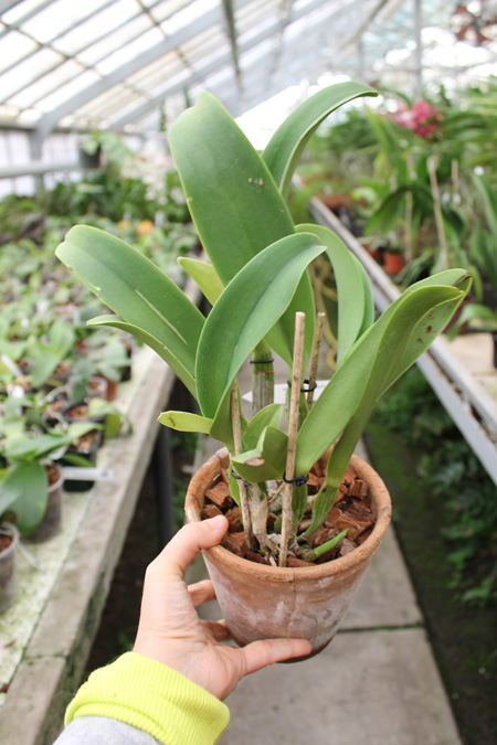 Brassolaeliocattleya Mahina Yahiro 'Ulii'.jpg