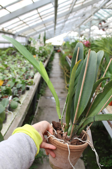 Cattleya Gertrude Hausermann.jpg