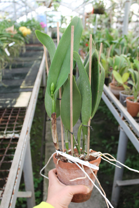 Cattleya White Diamond.jpg