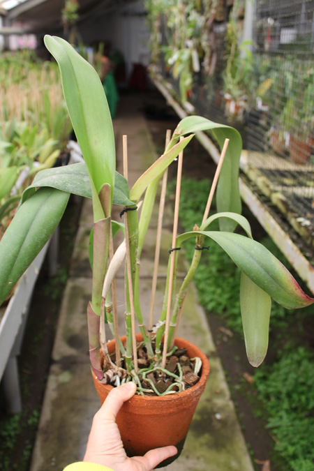 Brassolaeliocattleya Ben Kodama (Laeliocattleya Stonehurst x Brassavola digbyana).jpg