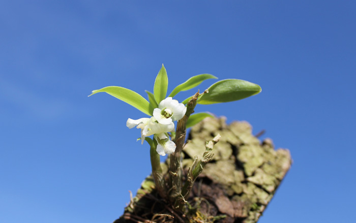 Dendrobium oligophyllum.jpg