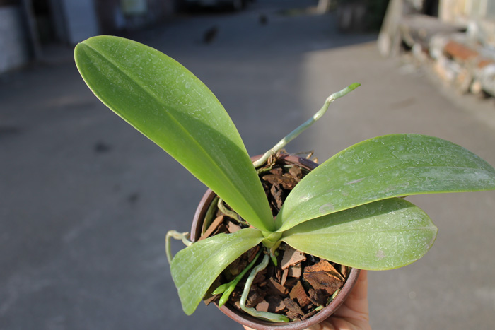 Phalaenopsis hieroglyphica.jpg