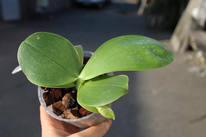 Phalaenopsis Ld Bellina Eagle x Prima.jpg