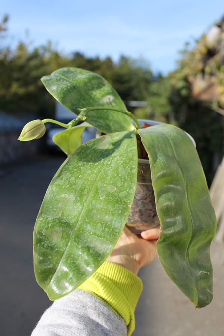 Phalaenopsis Samera 'Blue'.jpg