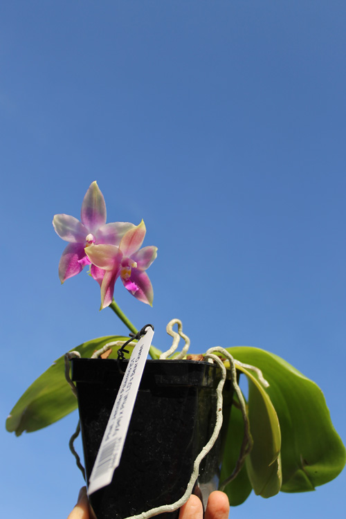 Phalaenopsis Jennifer Palermo (C1 type) x Phalaenopsis LD's Bear Queen.jpg