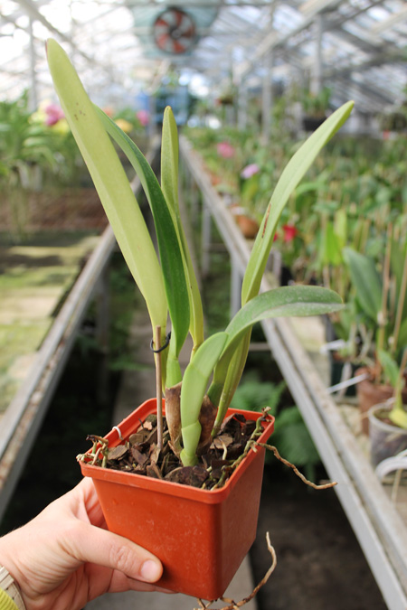 Cattleya dowiana x SELF.jpg