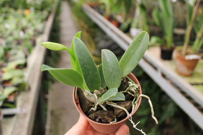 Laelia alaori x praestans.jpg