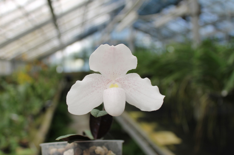 Paphiopedilum niveum.jpg