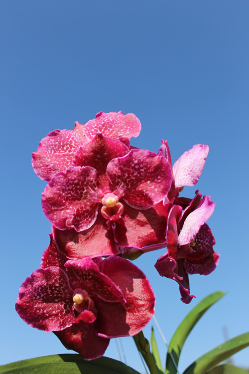 Vanda Suwapee Blue x Vanda Dr Anek.jpg