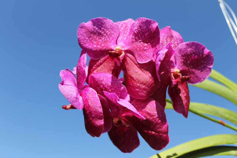 Vanda Bangkok Blue x Dr Anek.jpg