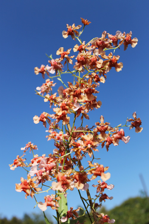 Miltonidium Rosy Sunset.jpg